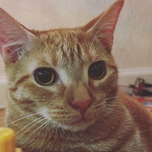 Meet your Posher, Kuru